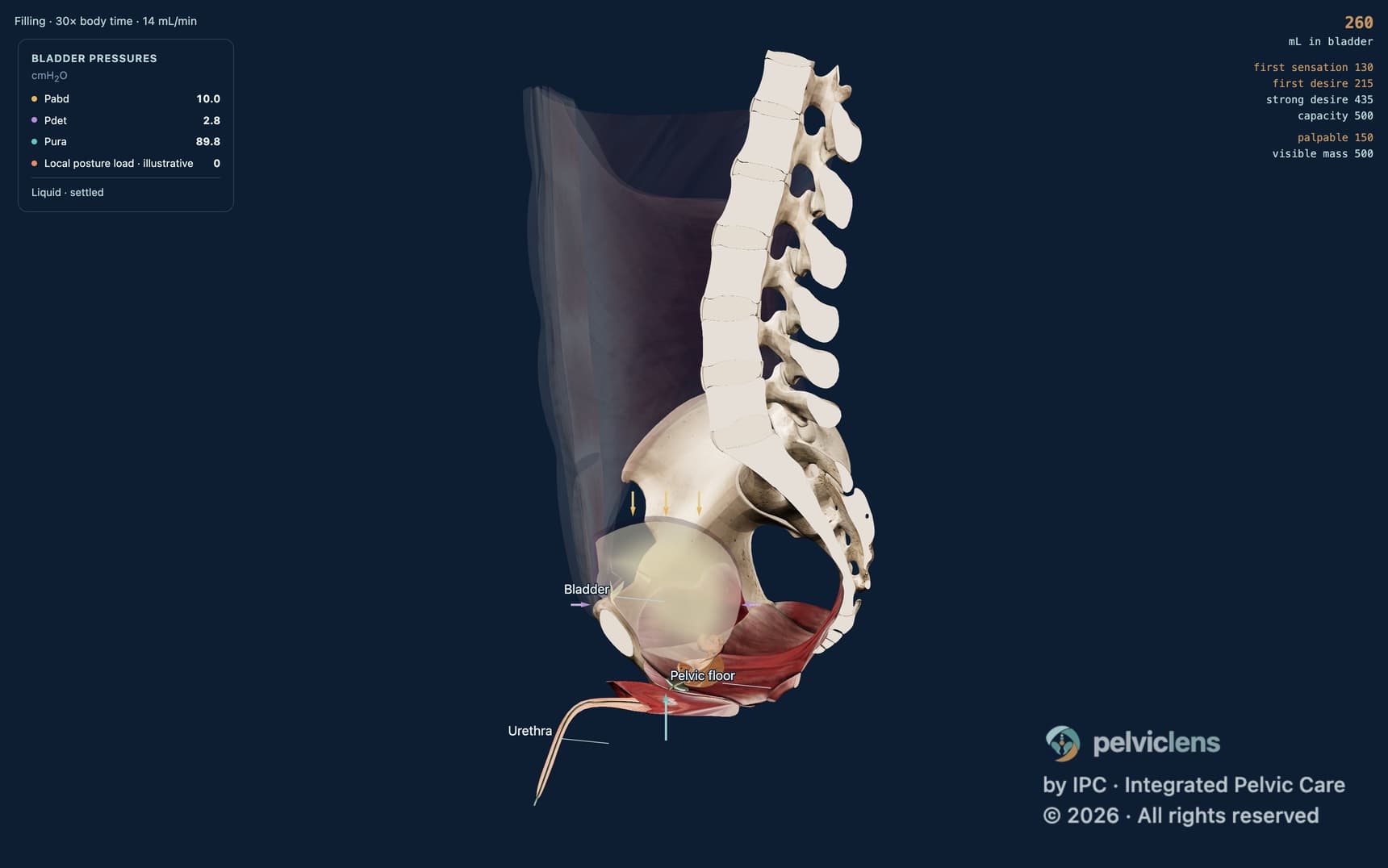 Cistometria no modelo de pressão do Pelvic Lens: pressões abdominal, do detrusor e uretral lidas junto à bexiga que se enche