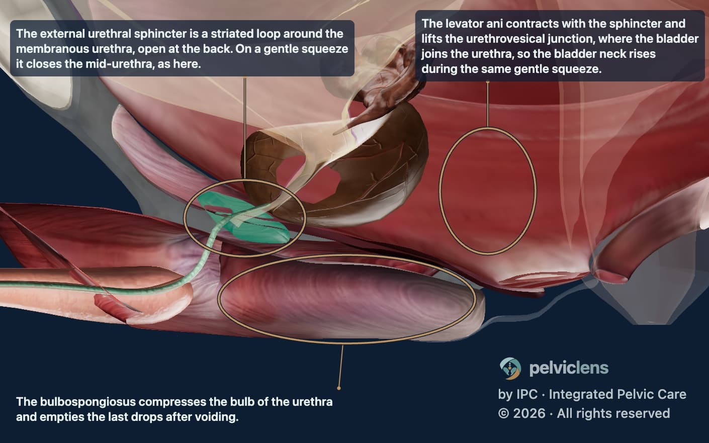 Esfínter uretral externo en el modelo de Pelvic Lens: el asa estriada de la uretra membranosa, cerrándose con una contracción suave