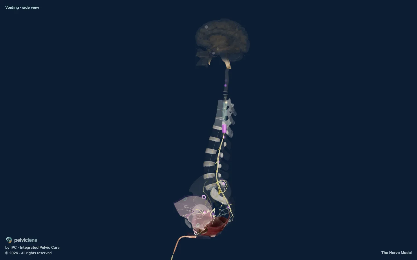 The signal running up the cord to the brain and back down to the bladder.