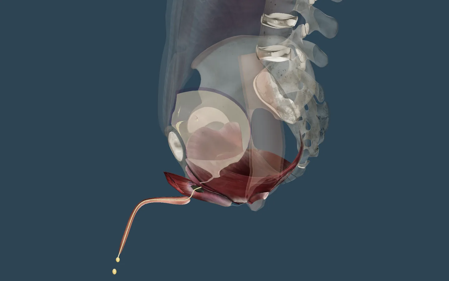 Anatomy app: labelled, standing still