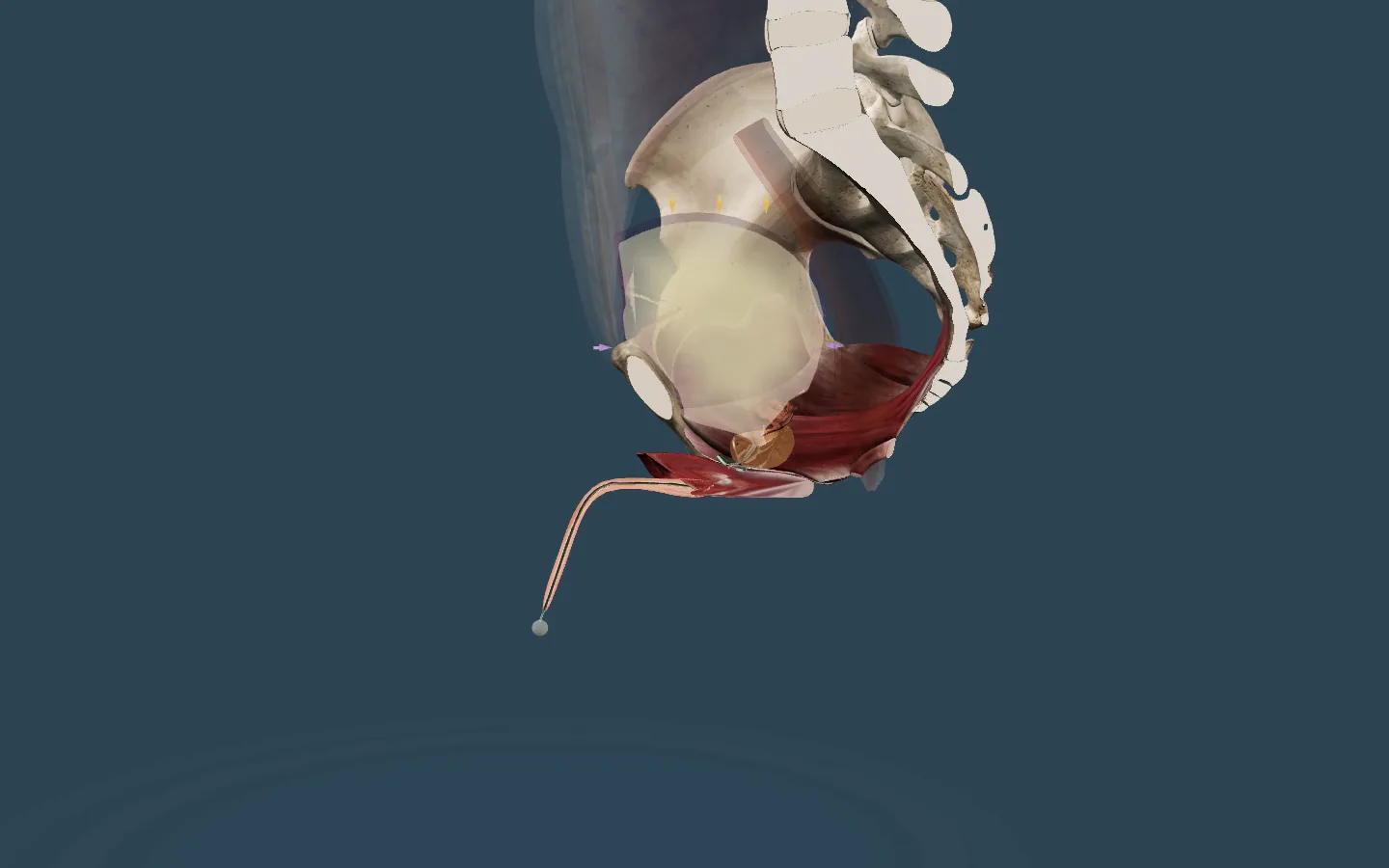 The four ways of emptying the bladder, one after another.